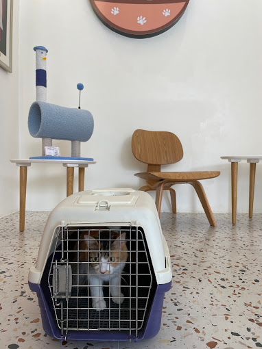 Image showcasing Top 12 Pet Boarding Services / Pet Hotels in KL