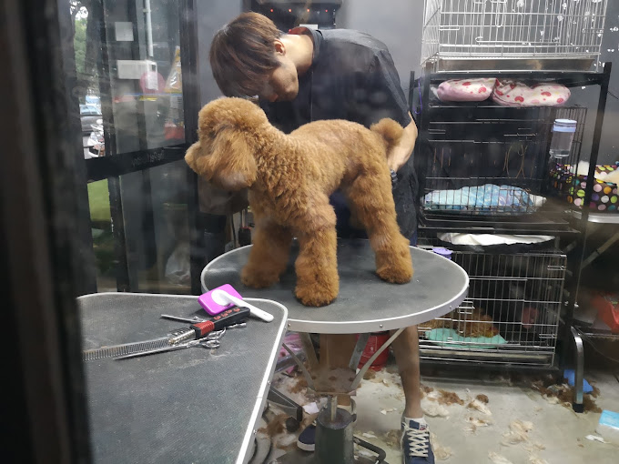 Top 12 Pet Boarding Services / Pet Hotels in KL
